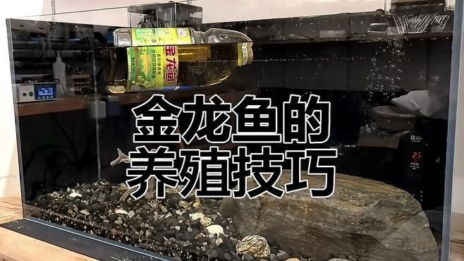20元金龍魚如何飼養？【金龍魚飼養方法和注意事項】