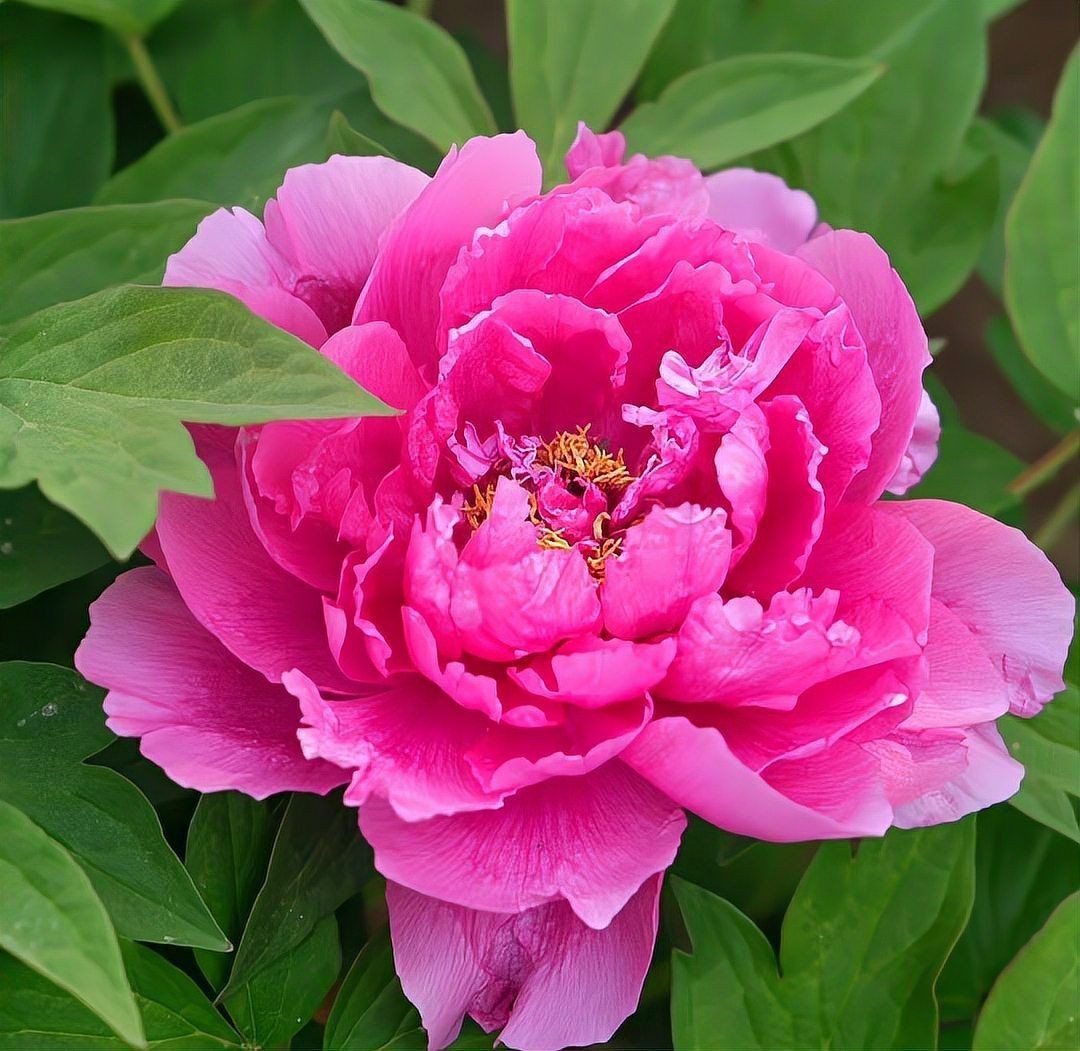 牡丹花強(qiáng)大的風(fēng)水作用【《牡丹花強(qiáng)大的風(fēng)水作用》】