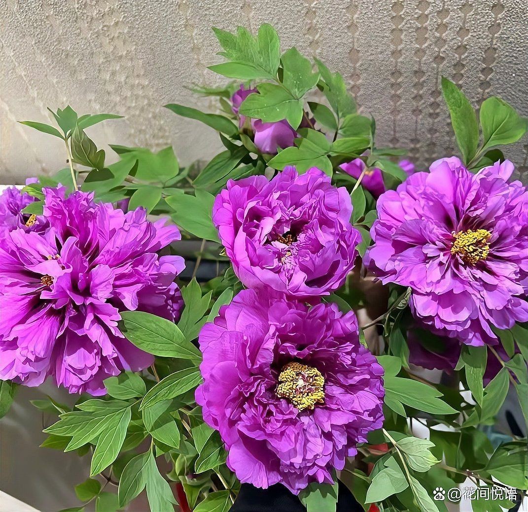 牡丹花強(qiáng)大的風(fēng)水作用【《牡丹花強(qiáng)大的風(fēng)水作用》】