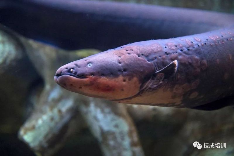 電鰻的發電原理【電鰻發電工程師——活體發電機\