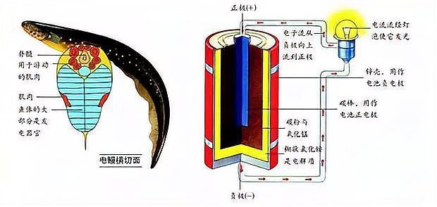 電鰻的發電原理【電鰻發電工程師——活體發電機\