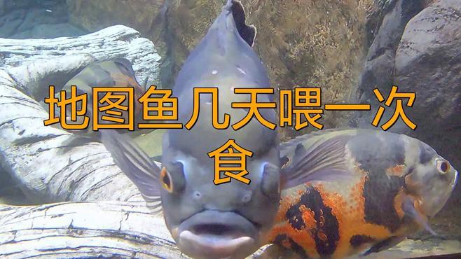 地圖魚一周喂一次行嗎【\