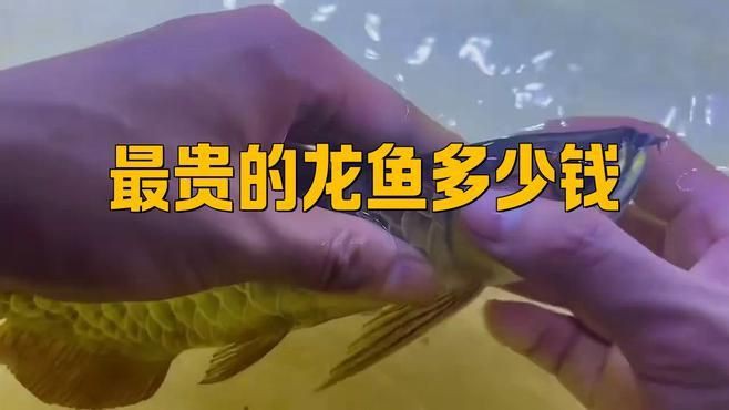 最貴的古典龍魚【古典龍魚為何能拍出百萬高價(jià)揭秘其珍貴背后的原因】