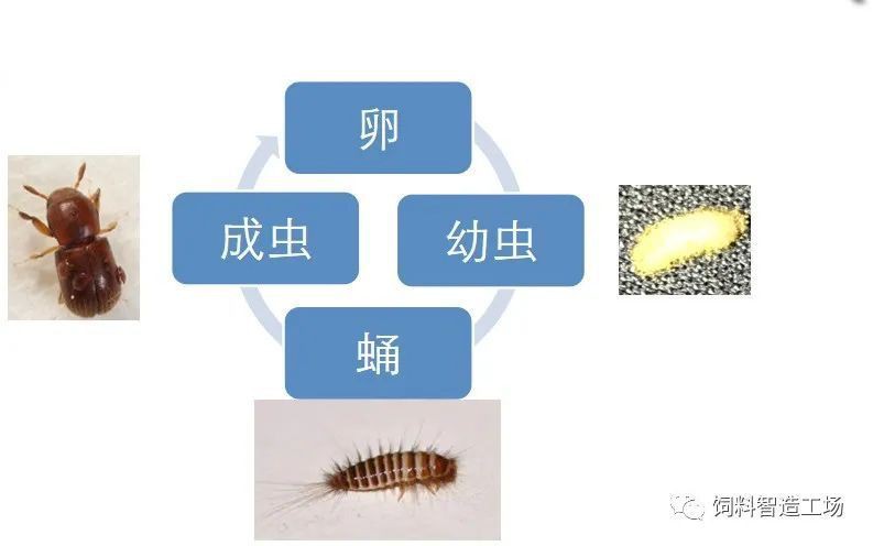 魚飼料起白色密密麻麻的蟲子【白蟲飼料存活率仍可達37%】