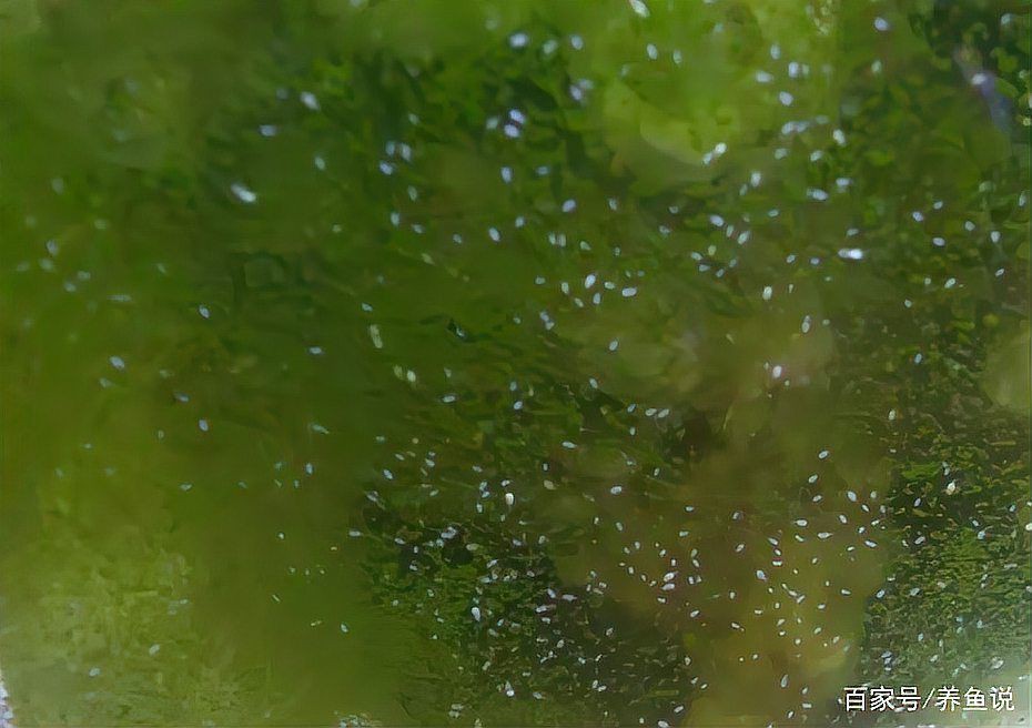 魚飼料起白色密密麻麻的蟲子【白蟲飼料存活率仍可達37%】