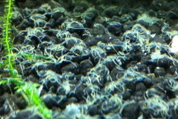 魚飼料起白色密密麻麻的蟲子【白蟲飼料存活率仍可達37%】