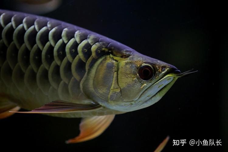 小金龍魚圖片【不良商家從不告訴你的秘密:金龍幼魚的辨別方法】