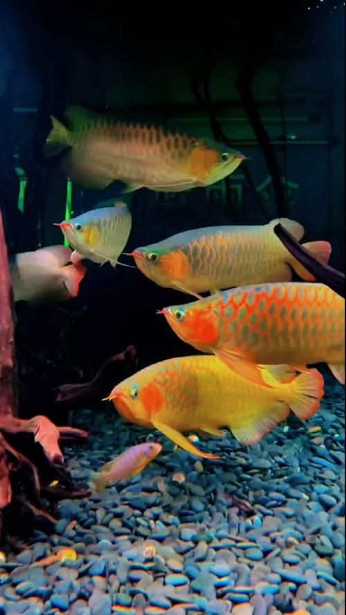 小金龍魚圖片【不良商家從不告訴你的秘密:金龍幼魚的辨別方法】