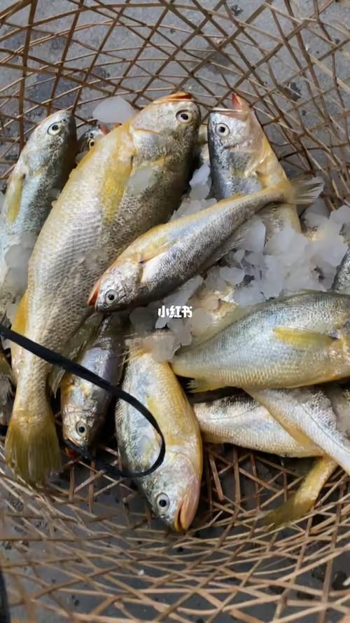 小金龍魚圖片【不良商家從不告訴你的秘密:金龍幼魚的辨別方法】