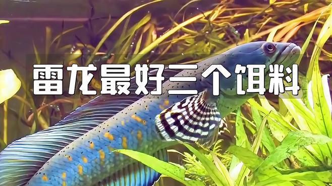 雷龍最好三個餌料【《雷龍最好三個餌料》在垂釣時選擇合適的餌料至關(guān)重要】