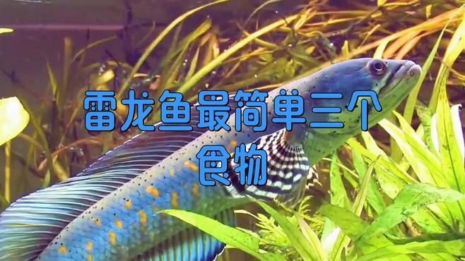 雷龍最好三個餌料【《雷龍最好三個餌料》在垂釣時選擇合適的餌料至關(guān)重要】