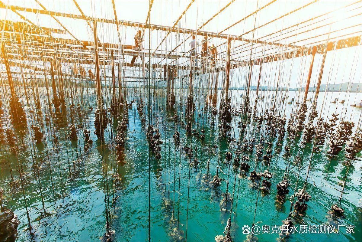 水質管理對喂食有何影響？【新手養魚不宜多喂食水質管理關鍵揭秘全民小視頻】