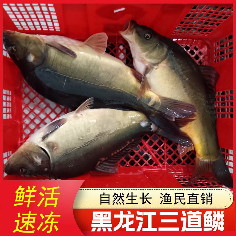 三道鱗魚多少錢一斤【三道鱗魚三道鱗魚市場價格“破十”】