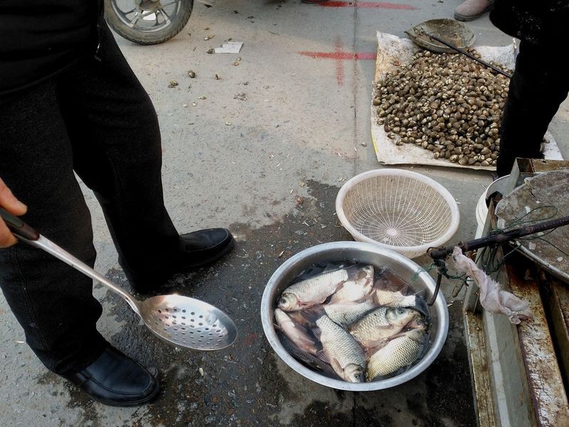 三道鱗魚多少錢一斤【三道鱗魚三道鱗魚市場價格“破十”】