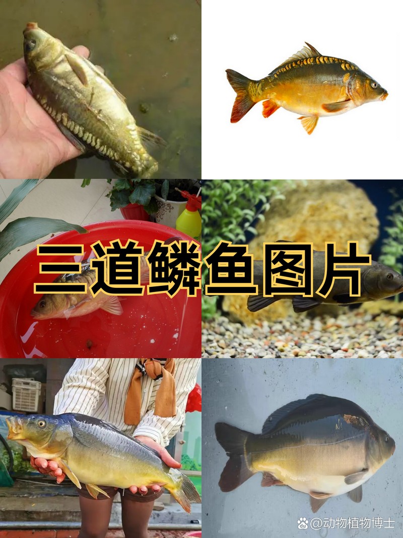 三道鱗魚多少錢一斤【三道鱗魚三道鱗魚市場價格“破十”】