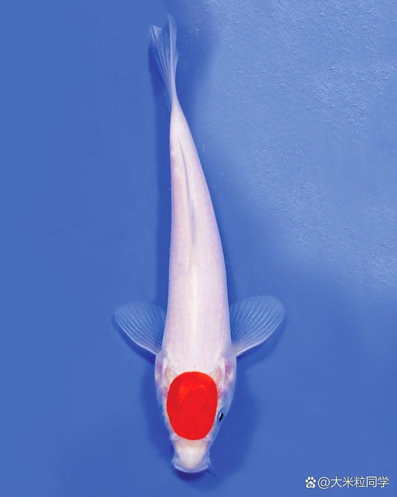 丹頂錦鯉魚【丹頂錦鯉丹頂紅白 丹頂錦鯉魚【丹頂錦鯉丹頂紅白\