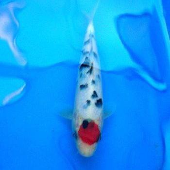 丹頂錦鯉魚【丹頂錦鯉丹頂紅白 丹頂錦鯉魚【丹頂錦鯉丹頂紅白\