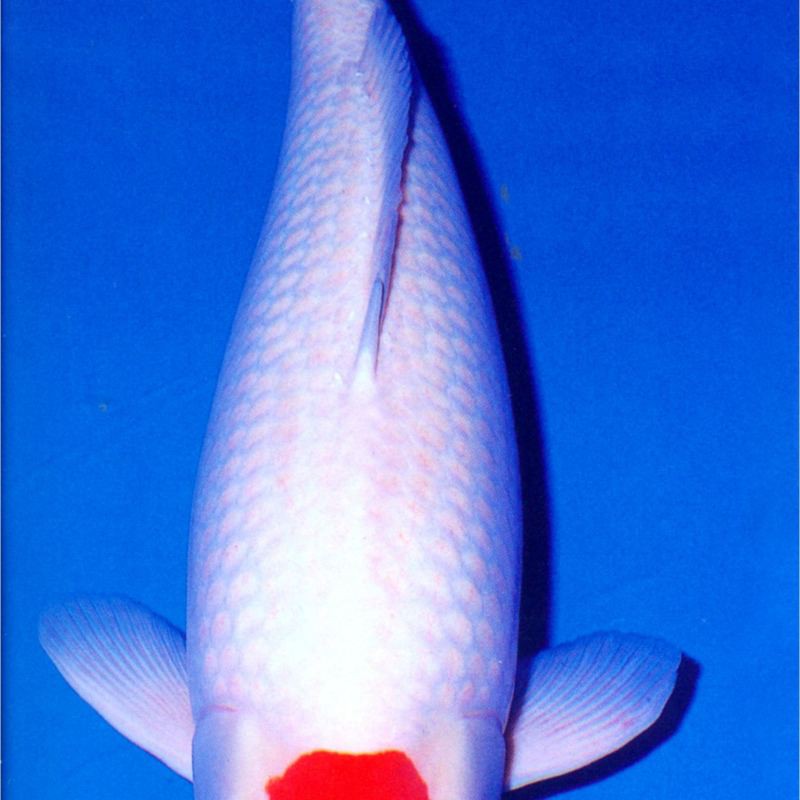丹頂錦鯉魚【丹頂錦鯉丹頂紅白 丹頂錦鯉魚【丹頂錦鯉丹頂紅白\