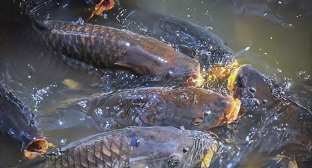 魚鰓蓋爛了能自愈嗎【魚鰓蓋爛了能自愈嗎魚鰓蓋潰爛能否自愈】