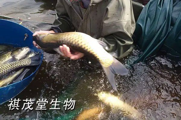 魚鰓蓋爛了能自愈嗎【魚鰓蓋爛了能自愈嗎魚鰓蓋潰爛能否自愈】