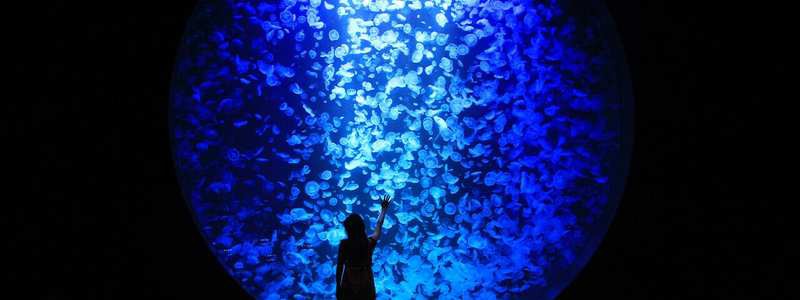 井岡山水族店【井岡山水族店有哪些品牌的水族箱井岡山水族店營業時間】