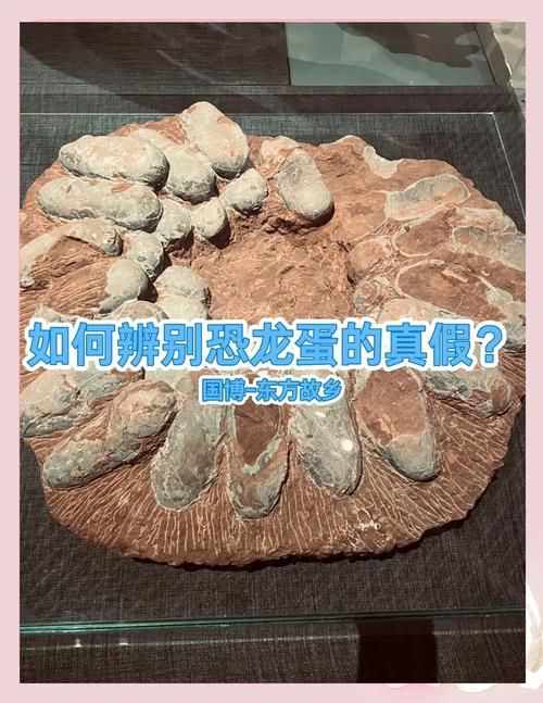 恐龍蛋真假對照圖【恐龍蛋化石怎么鑒定】