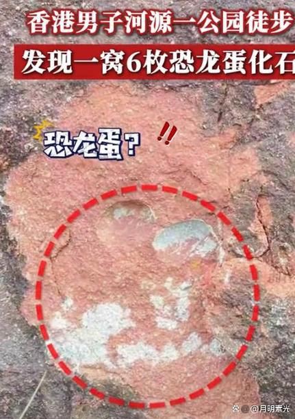 恐龍蛋真假對照圖【恐龍蛋化石怎么鑒定】