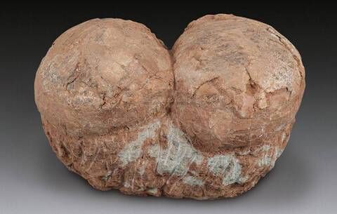 恐龍蛋真假對照圖【恐龍蛋化石怎么鑒定】