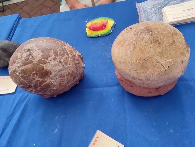 恐龍蛋真假對照圖【恐龍蛋化石怎么鑒定】