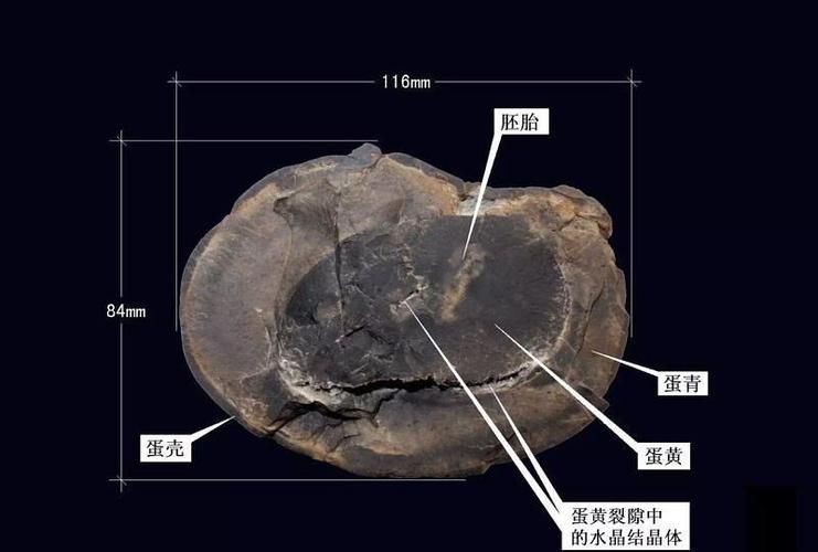 恐龍蛋真假對照圖【恐龍蛋化石怎么鑒定】