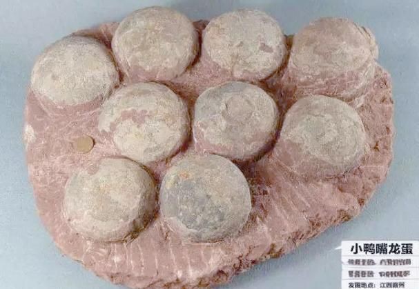 恐龍蛋真假對照圖【恐龍蛋化石怎么鑒定】