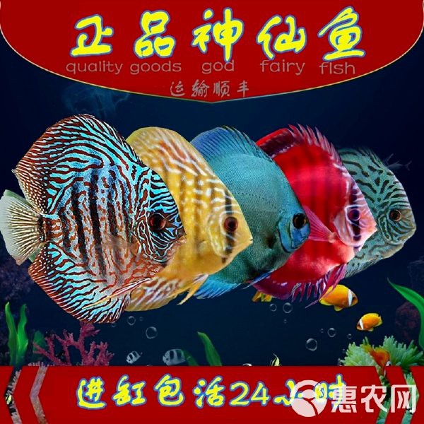 七彩神仙魚價(jià)格表【七彩神仙魚價(jià)格全解析】