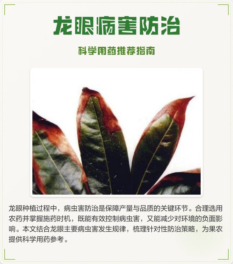 有哪些有效的龍眼爛尾病藥劑？【智標俠-羅工】