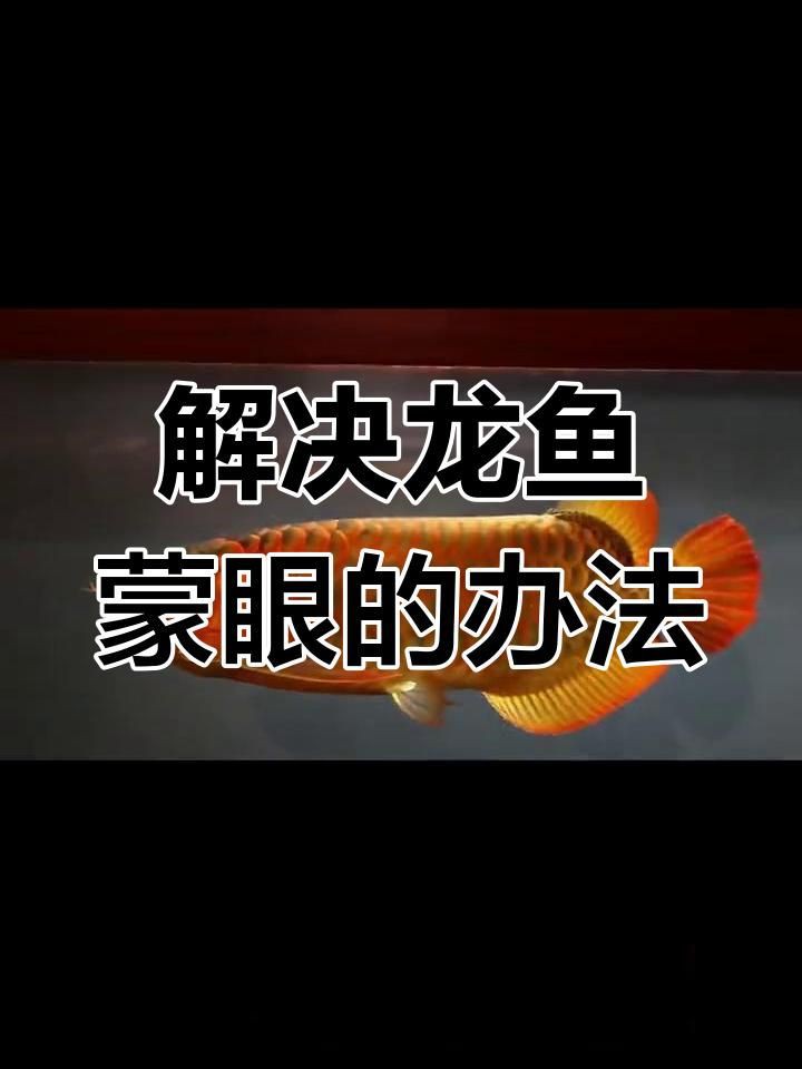 有沒有其他方法預防龍魚蒙眼病？【龍魚蒙眼怎么辦怎么預防和治療魚兒蒙眼愛奇藝】