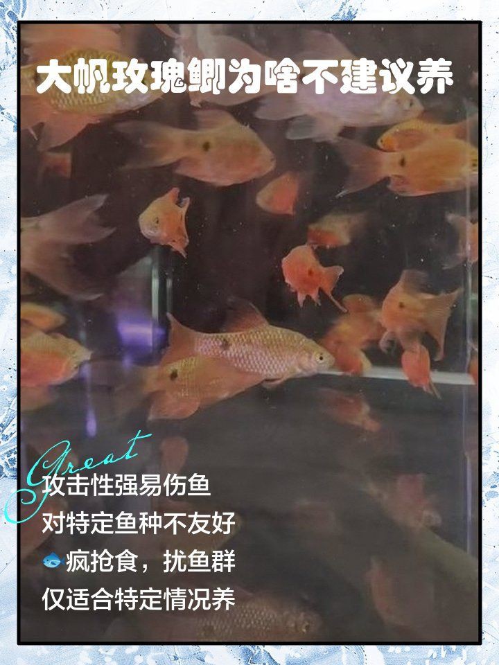 玫瑰鯽為什么一直咬魚【玫瑰鯽頻繁咬魚怎么辦】