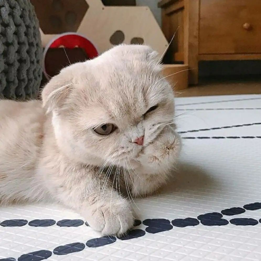 魚的眼睛掉了預(yù)示著什么【關(guān)于魚眼脫落的問題】