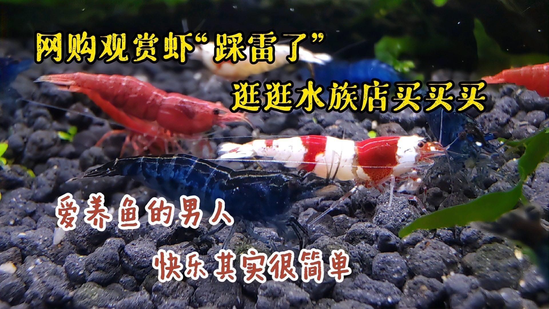 開水族店賺錢嗎【《開水族店賺錢嗎》開水族店具有一定的盈利潛力，但也面臨諸多挑戰(zhàn)】