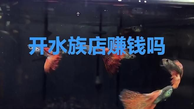 開水族店賺錢嗎【《開水族店賺錢嗎》開水族店具有一定的盈利潛力，但也面臨諸多挑戰】