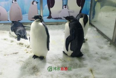 山海關水族店【山海關水族館哪家口碑最好】 山海關水族店【山海關水族館哪家口碑最好】 全國水族館企業名錄 第3張
