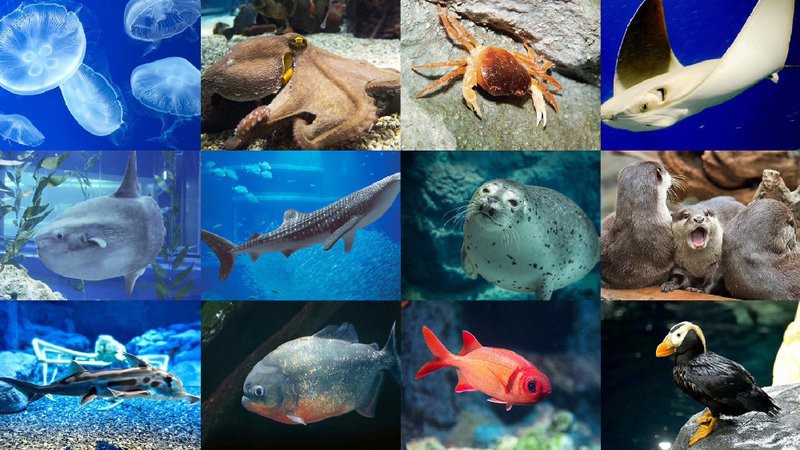日土水族店【別人家的水族店介紹一下】