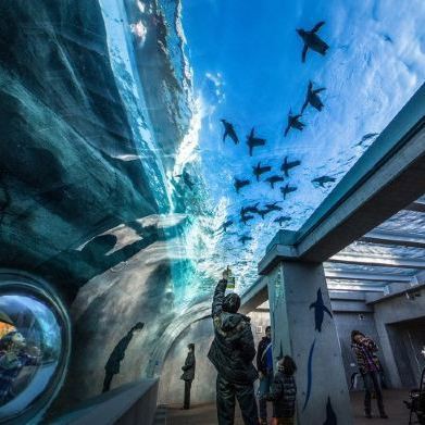 日土水族店【別人家的水族店介紹一下】
