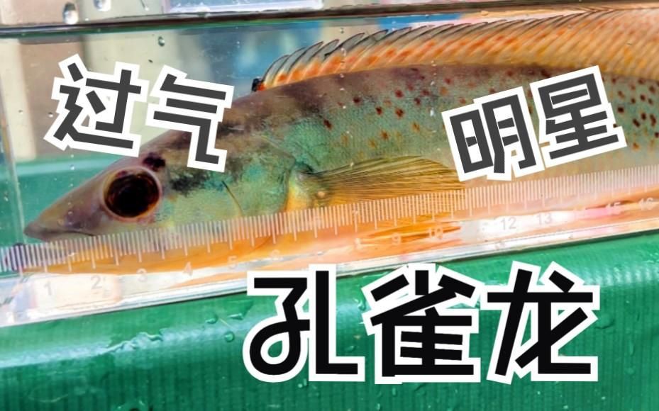 孔雀龍魚最厲害三個(gè)品種【孔雀龍魚最好的三個(gè)品種各具特色孔雀龍之王的特性】