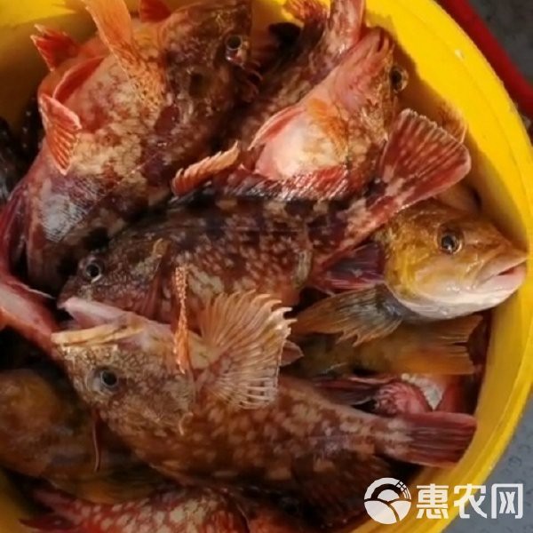石九公魚多少錢一斤【石九公魚市場價格分析與價值探究石九公魚市場價格分析】