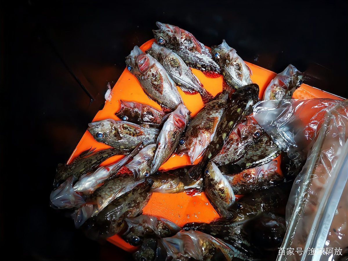 石九公魚多少錢一斤【石九公魚市場價格分析與價值探究石九公魚市場價格分析】