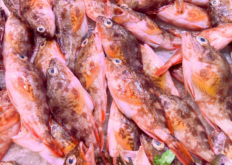 石九公魚多少錢一斤【石九公魚市場價格分析與價值探究石九公魚市場價格分析】