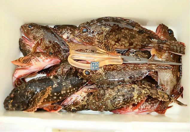 石九公魚多少錢一斤【石九公魚市場價格分析與價值探究石九公魚市場價格分析】