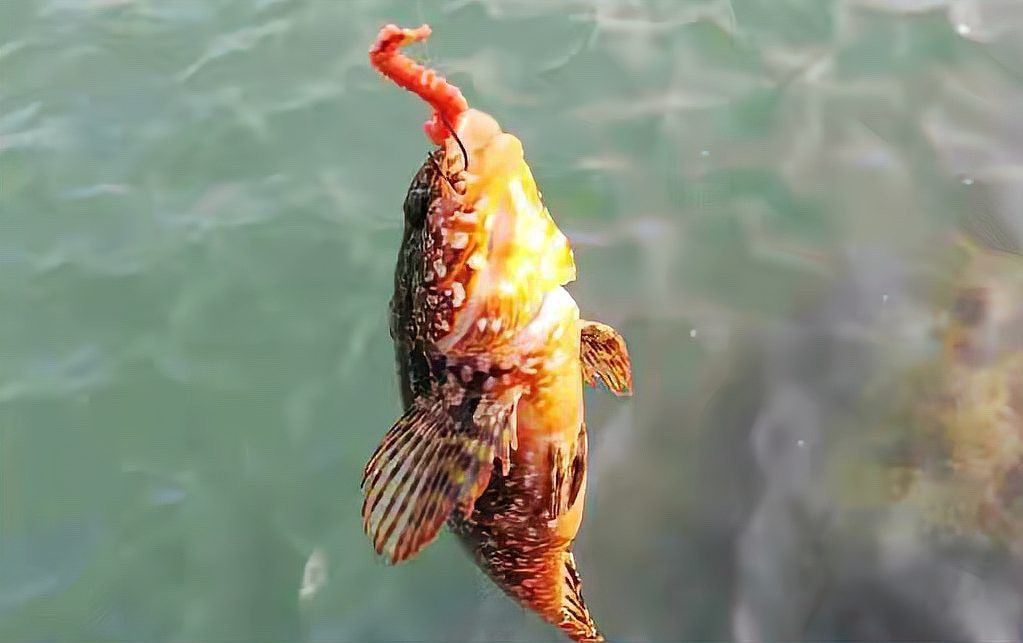 石九公魚多少錢一斤【石九公魚市場價格分析與價值探究石九公魚市場價格分析】