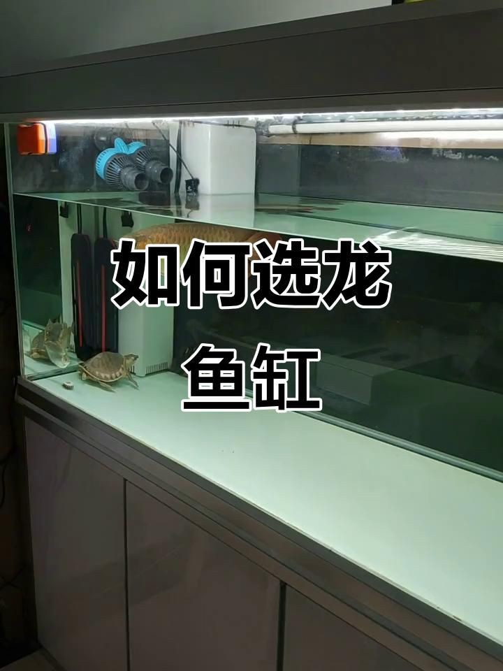 如何選擇適合龍魚的魚缸尺寸？【如何選擇適合龍魚的魚缸尺寸】