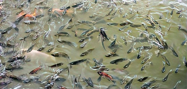 魚得寄生蟲怎么治療【《天魚得副作用89,鹽酸生蟲怎么治療(2)》】