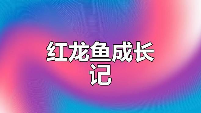 有沒有關于小紅龍魚成長過程的視頻？【關于小紅龍魚成長過程的視頻推薦】